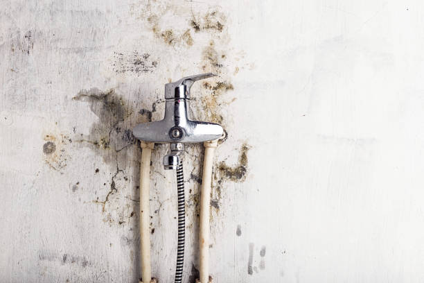 Bountiful, UT Mold Removal Company