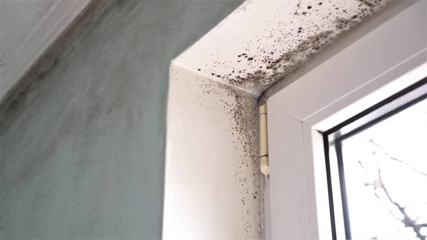 Office Mold Removal Services in Bountiful, UT