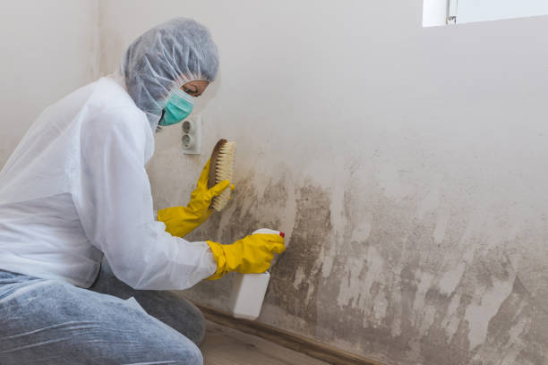 Best Mold Remediation Services  in Bountiful, UT