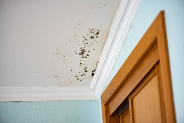 Best Best Mold Removal Companies  in Bountiful, UT