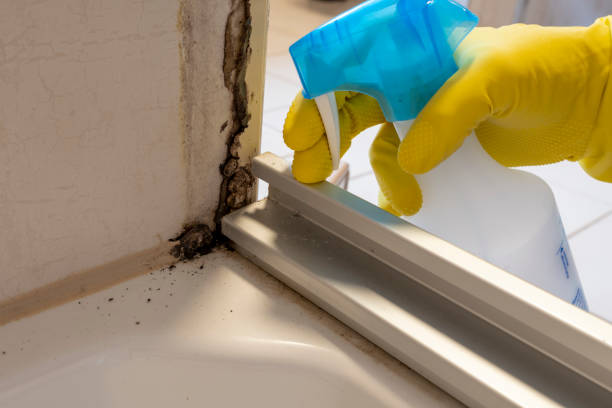 Best Residential Mold Removal  in Bountiful, UT