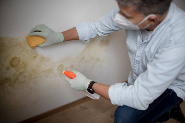 Best Commercial Mold Removal  in Bountiful, UT
