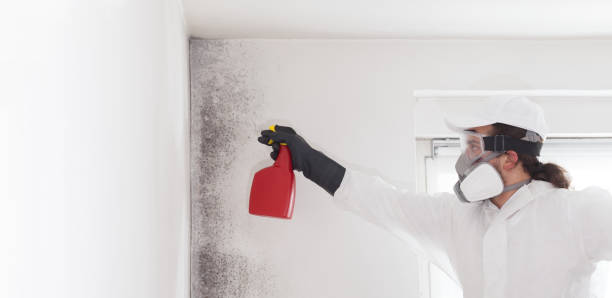 Best Emergency Mold Removal  in Bountiful, UT