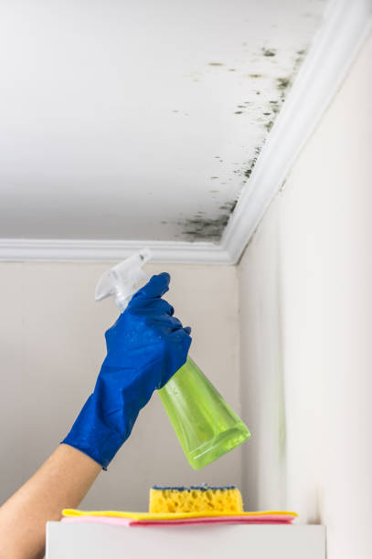 Home Mold Removal in Bountiful, UT